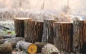 Stump grinding vs stump removal