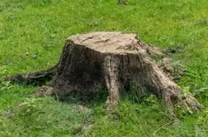 Stump Grinding Promotes Tree and Plant Health