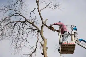 Cranes Make Tree Removal Safer
