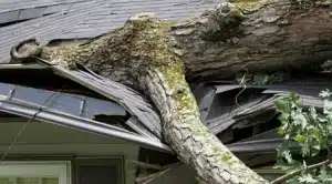 Trees at Risk of Falling