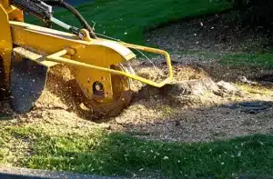 stump grinding facts