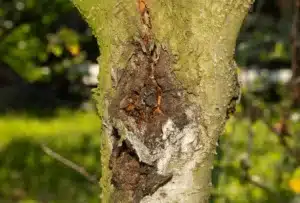 removing an Unhealthy tree
