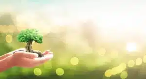 tree health