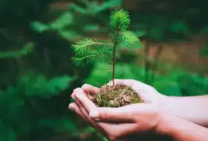 maintain tree health