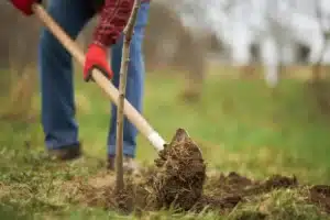 Planting trees in late fall