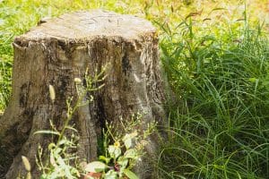 7 Mistakes to Avoid When Grinding Difficult Stumps: Save Your Sanity and Your Yard