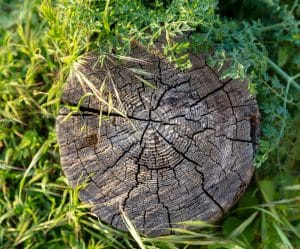21 Proven Methods to Remove Stubborn Tree Stumps Once and For All