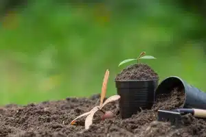 Using Stump Mulch in Your Garden